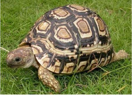 有国产陆龟吗视频讲解,视频解读下的自然瑰宝