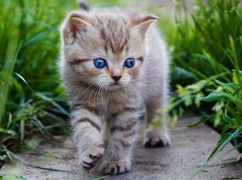 猫咪视频国产第二页,第二页萌宠瞬间回顾