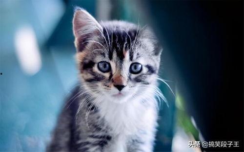 猫咪视频国产第二页,第二页萌宠瞬间回顾