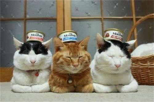 国产猫罐头生产视频教程,轻松学会在家自制美味猫罐头