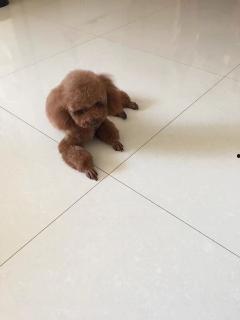 国产好姑娘视频发布作品