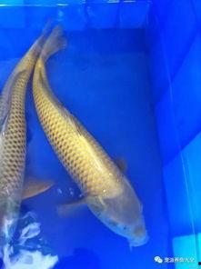 国产锦鲤能长大吗视频,揭秘其惊人成长潜力