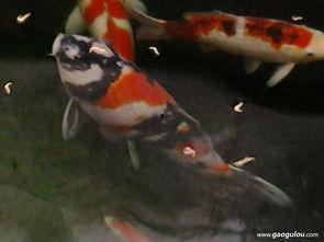 国产锦鲤能长大吗视频,揭秘其惊人成长潜力