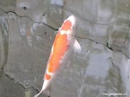 国产锦鲤能长大吗视频,揭秘其惊人成长潜力