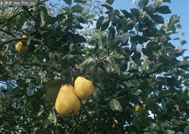 国产水果树视频,品种繁多，丰收景象