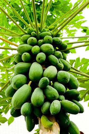 国产水果树视频,品种繁多，丰收景象