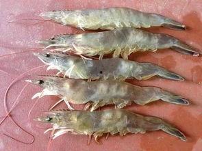 国产大虾介绍视频大全图片,视频大全图片中的美味探寻之旅