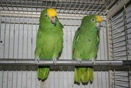 国产小黄帽真假对比视频,真品与赝品对比大揭秘