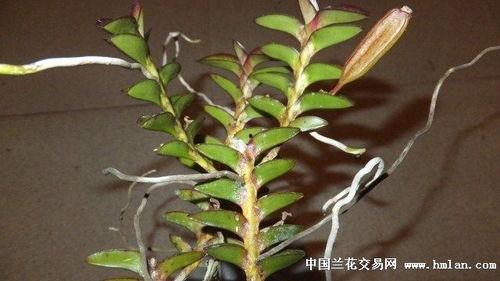 国产石斛用法大全视频,视频解析养生之道