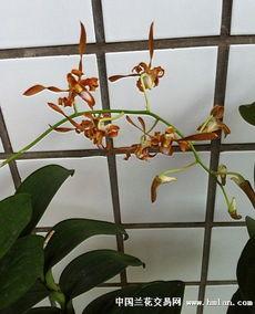 国产石斛用法大全视频,视频解析养生之道  第2张