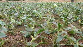 国产石斛用法大全视频,视频解析养生之道  第3张