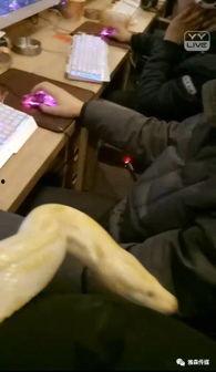 国产大胸女主播直播视频,性感魅力引爆网络